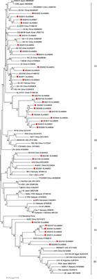 Genomic Characterization of Chicken Anemia Virus in Broilers in Shandong Province, China, 2020–2021